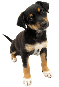Puppy