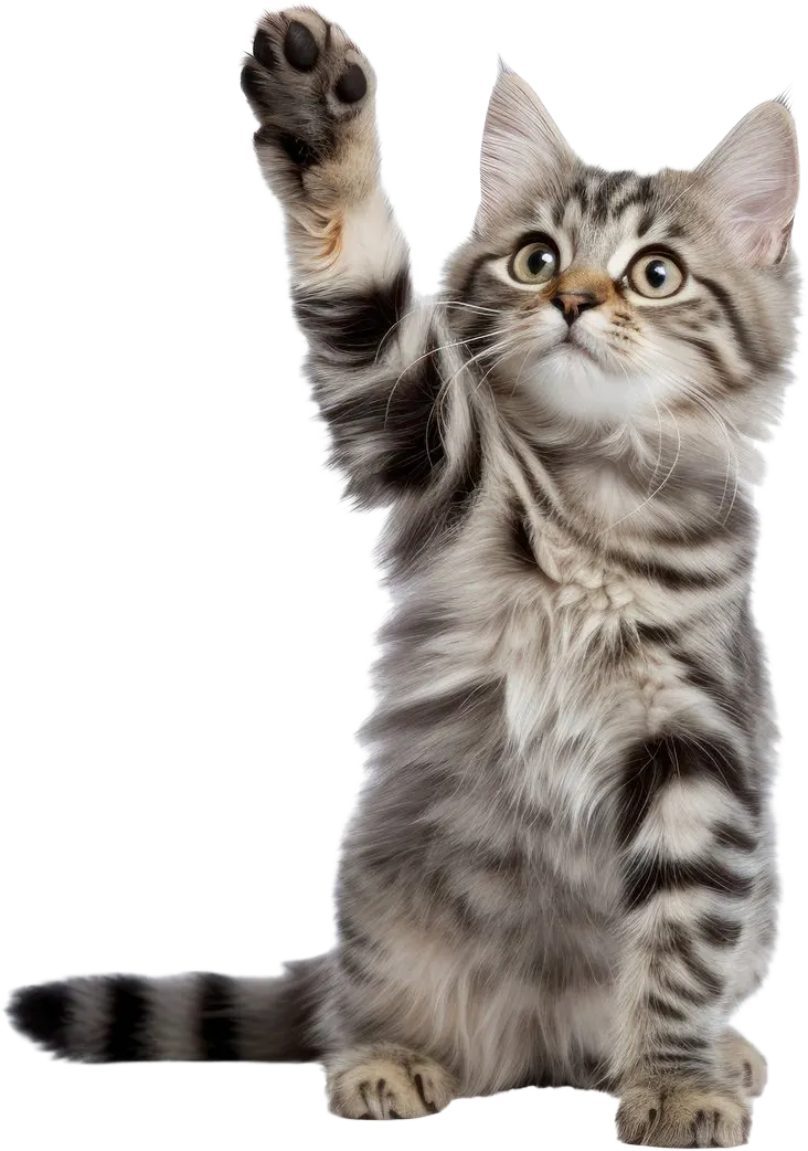 Kitten