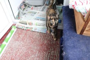 IMG_9097.JPG.opt452x301o0,0s452x301