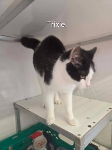 trixie 2