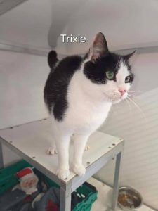 trixie