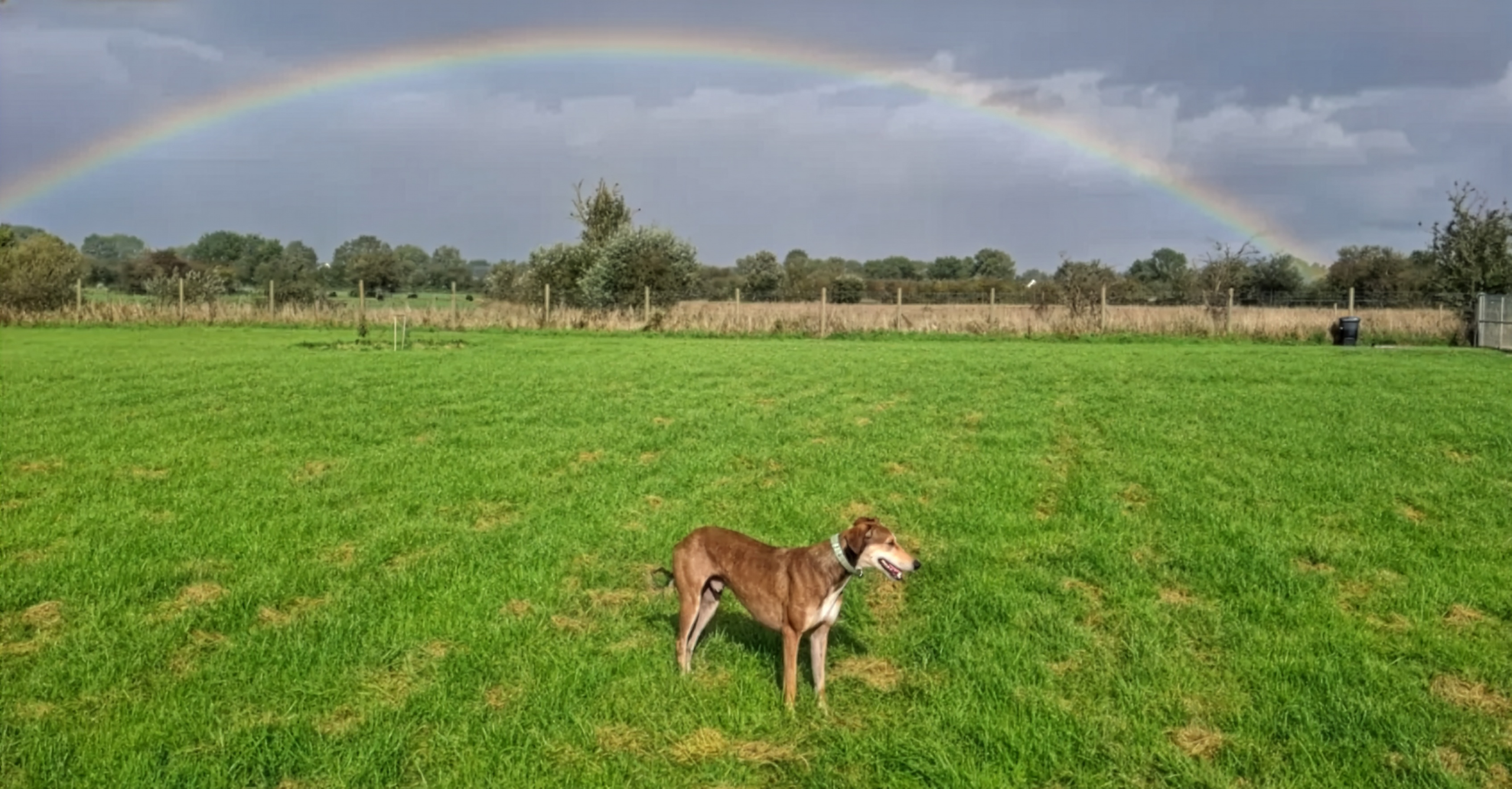 colin under the rainbow Firefly Upscaler 4x scale