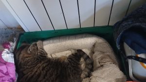 bagpuss